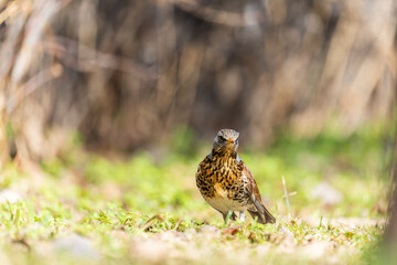 Wood bird Fieldfare, Turdus pilaris, on a sprng lawn.
