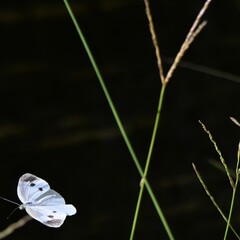 モンシロチョウ