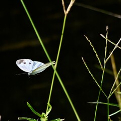 モンシロチョウ