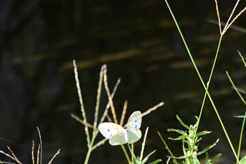 モンシロチョウ