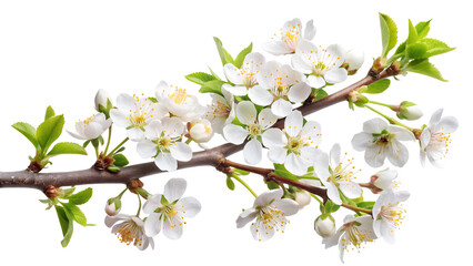 Obraz premium A delicate branch of cherry blossoms with white flowers isolated on transparent background, symbolizing spring