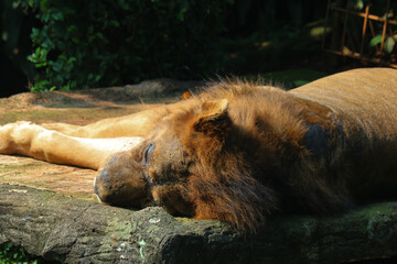 Naklejka premium lion male in zoo