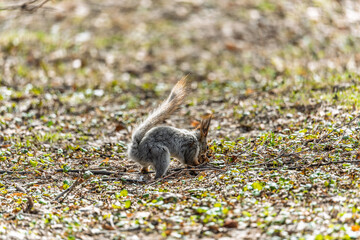 Squirrel in autumn or spring with nut on the green grass with fallen yellow leaves