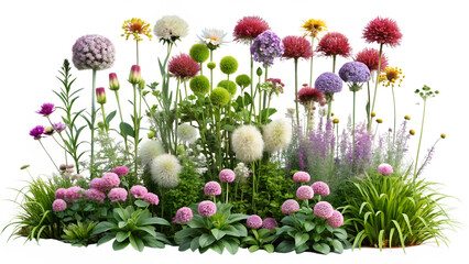 A colorful garden bed featuring allium flowers and various plants, isolated on transparent background