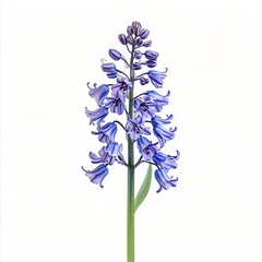 Obraz premium hyacinthoides nonscripta bluebell plant bluebell shaped flowers on a tall green stem isolated on white transparent background