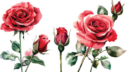 Watercolor red roses and buds illustration for cards invitations and design projects