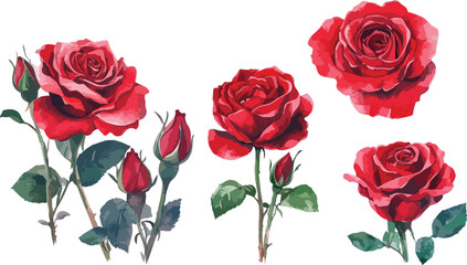 Elegant watercolor red roses and buds floral arrangement isolated on white background