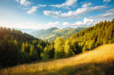 Gorgeous summer day in wild mountains with coniferous forest with lush greenery and blue sky. Carpathians, Ukraine, Europe.