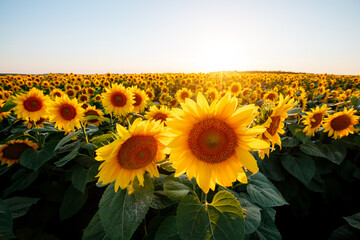 A vibrant field of sunflowers stretching to the horizon illuminated by the soft golden light of sunrise.