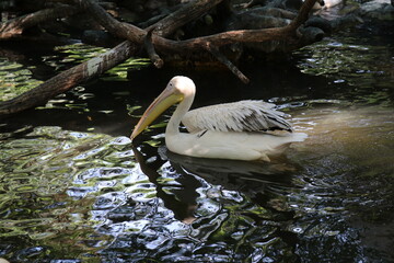 Pelicans are birds that can swim.