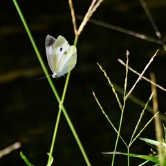 モンシロチョウ