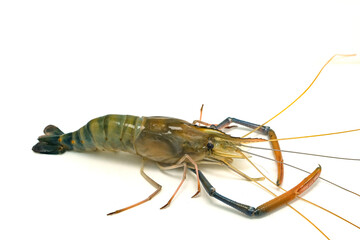 Fresh river prawns isolated on white background. Big freshwater prawns. River prawns for cooking.