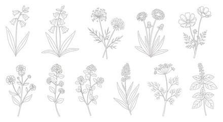 Fototapeta premium Delicate Floral Line Art Botanical Illustrations for Elegant Designs