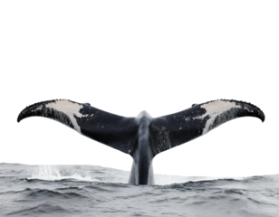 Majestic Humpback Whale Tail Emerging Gracefully from the Ocean Surface Nature isolated on transparent background