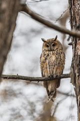 Long-eared owl (Asio otus), looking forward with wide opened eyes