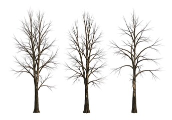 Fototapeta premium Winter's Embrace: A Trio of Skeletal Trees