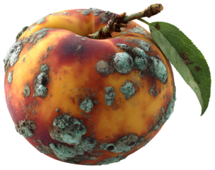 Realistic Rotten Peach with Mold and Wrinkled Skin, Isolated PNG