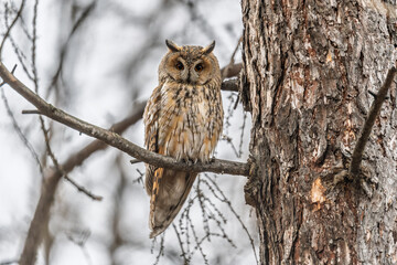 Long-eared owl (Asio otus), looking forward with wide opened eyes