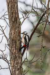Little woodpecker sits on a tree trunk. The great spotted woodpecker, Dendrocopos major