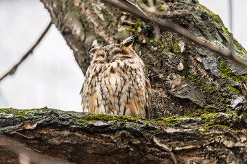 Long-eared owl (Asio otus), looking forward with wide opened eyes