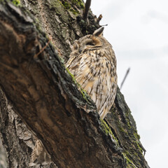 Long-eared owl (Asio otus), looking forward with wide opened eyes