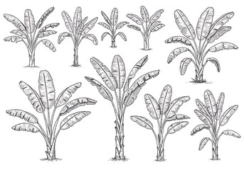 Banana Grove Sketches