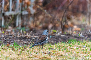 Wood bird Fieldfare, Turdus pilaris, on a sprng lawn.