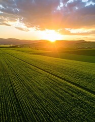 Obraz premium Aerial sunset view of green crop fields. Golden sun above horizon, dramatic sky