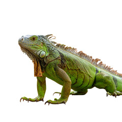 Obraz premium close up of iguana in the Amazon