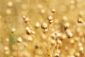 Capsules of dry flax seeds on a field. Capsules of dry flax seed in sheaves. Ripe dry flax plants before harvesting.