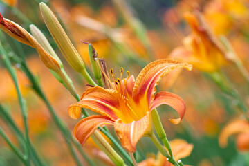 Tiger lily (Lilium tigrinum) blooms in a flowerbed in summer. Orange lily flower close-up.