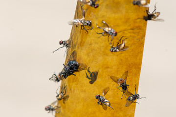 Many houseflies (Musca domestica) caught on sticky tape. Protection from harmful insects.