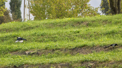Two magpies above lush green grass on a hillside in early autumn