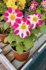 Colorful dahlias in pots at the sales center