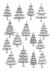 Obraz premium Evergreen Sketchbook