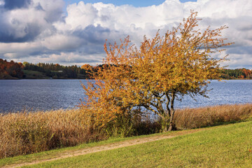Autumn foliage stands out on the lakeshore with bright colors