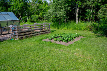 Potatoes growing in green lawn Kumla Sweden