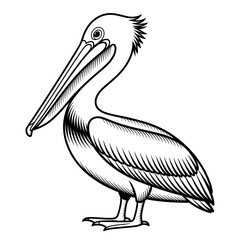 pelican on white background coloring page 