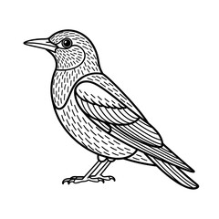starling illustration vector style coloring page 