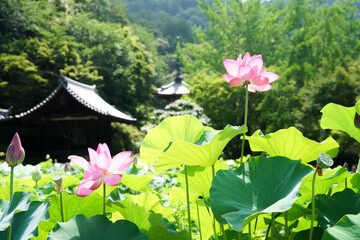 三室戸寺の蓮花