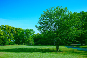緑の公園