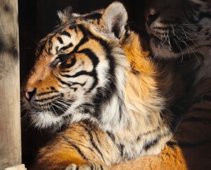 tiger in the zoo