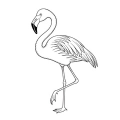 pink flamingo bird illustration vector style coloring page 