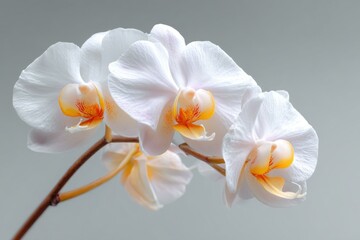 Obraz premium Close-up of a beautiful white orchid flower.
