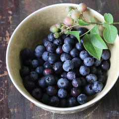 収穫したばかりのブルーベリー