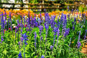 Beautiful blue Salvia (salvia farinacea) flower blooming in outdoor garden with blurred background.Purple Salvia is herbal plant in the mint family.Botanical,natural,Herb and flower concept.