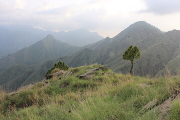 Pine tree crown a mountain peak, set amidst lush greenery and a sprawling natural landscape.