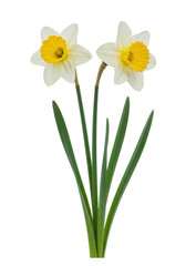 Fototapeta premium Two fresh white daffodils with vibrant golden-yellow trumpets, slender dark green stems, and crisp leaves, isolated against a clean transparent background with ample copy space, symbolizing spring,