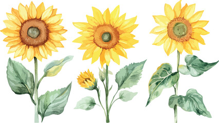 Obraz premium Watercolor Sunflower Illustration with Green Leaves on White Background for Decoration