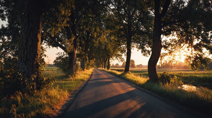 Obraz premium A peaceful country road lined with trees, bathed in warm sunlight during golden hour, inviting serene strolls.